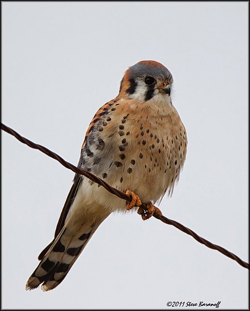 _1SB0545 kestrel.jpg